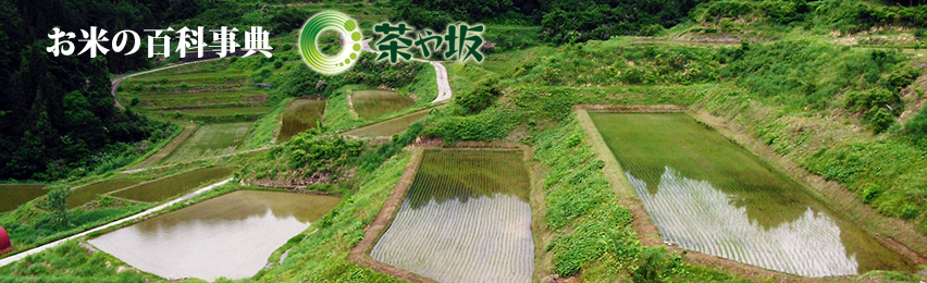 お米の百科事典　茶や坂